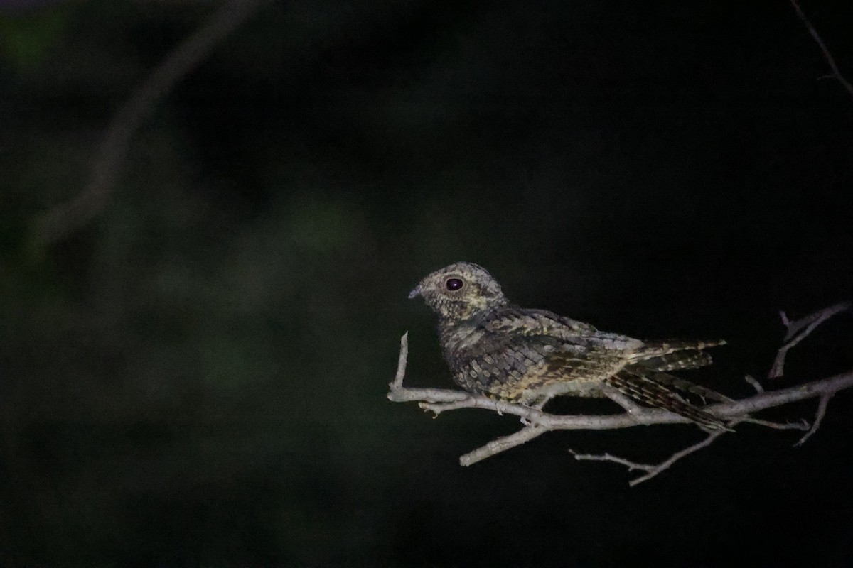 Jungle Nightjar - ML642843714