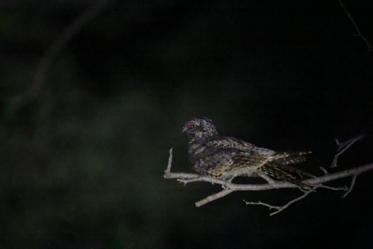 Jungle Nightjar - ML642843715