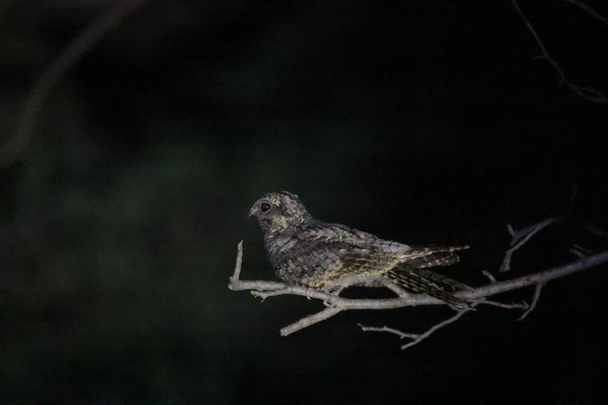 Jungle Nightjar - ML642843717