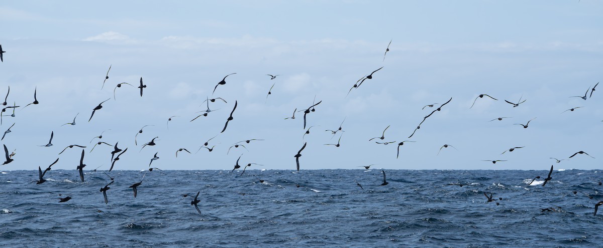 Short-tailed Shearwater - ML642843718