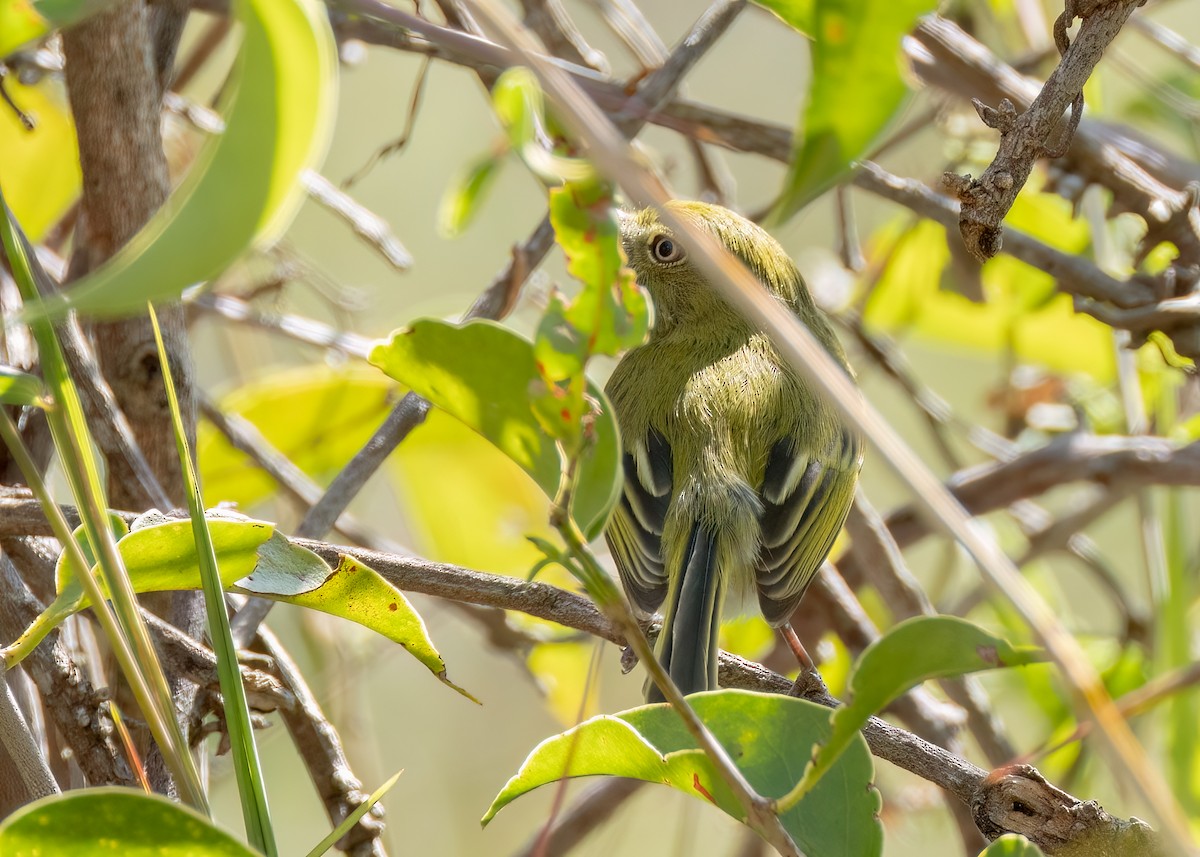 Hangnest Tody-Tyrant - ML642843732