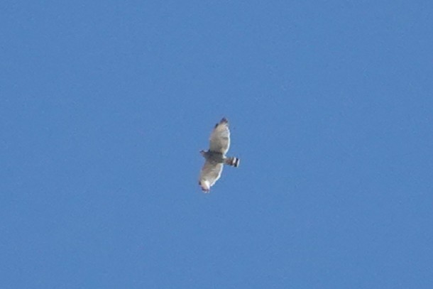 Gray Hawk - ML642843744