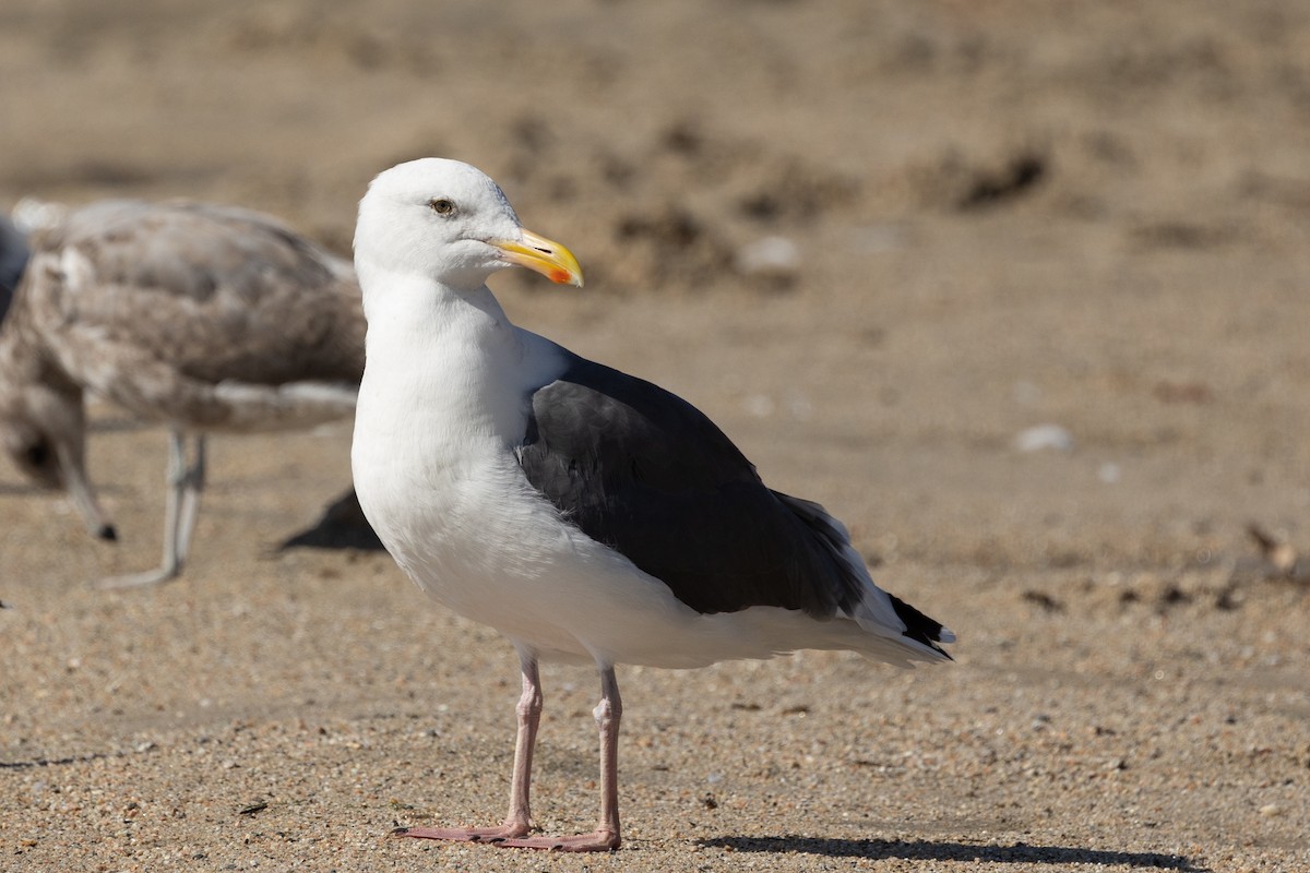 Western Gull - ML642843745