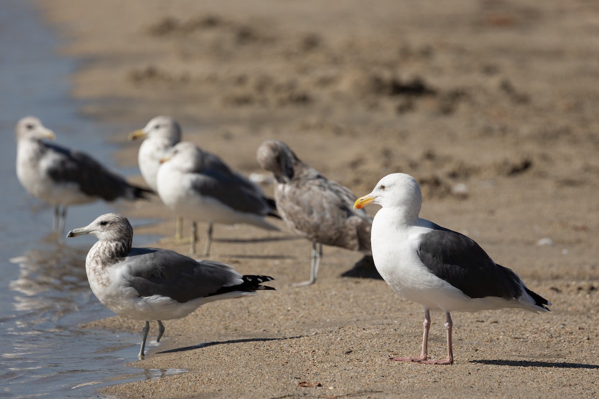 Western Gull - ML642843746