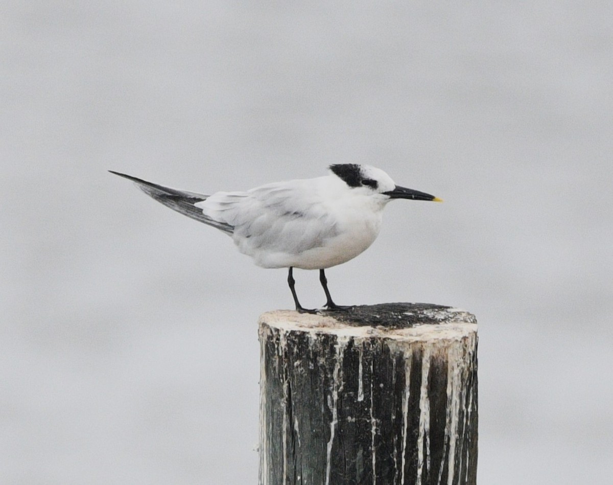 Sandwich Tern - ML642843756