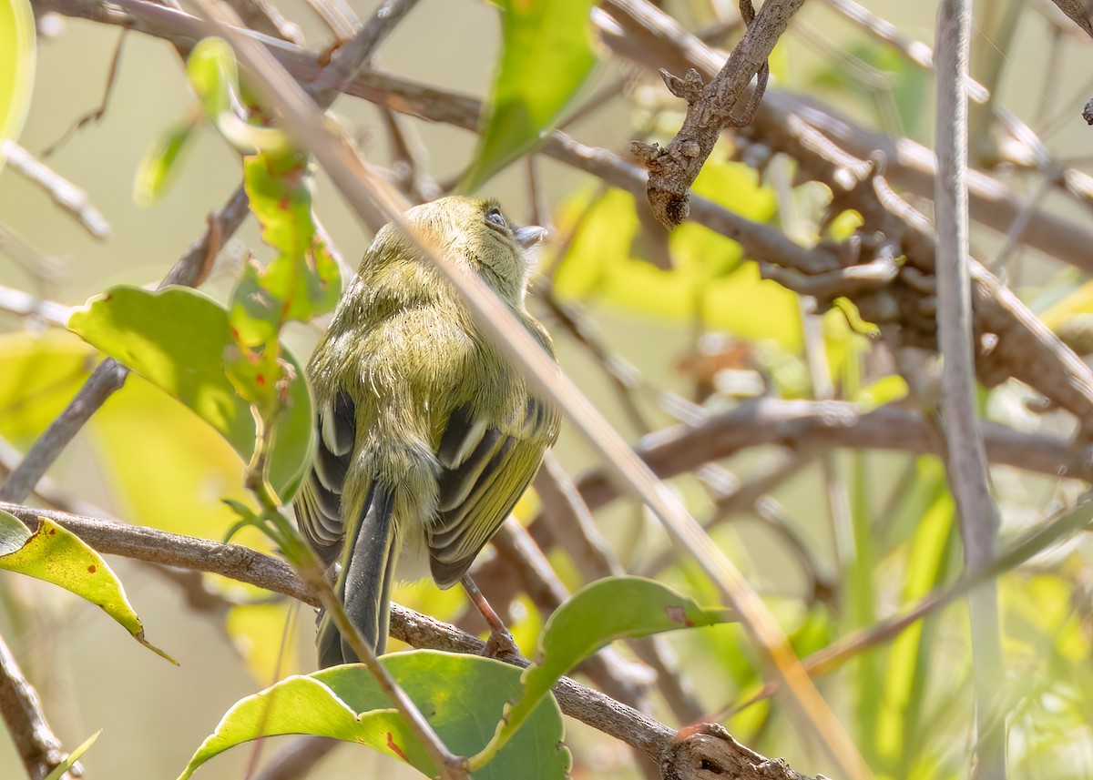 Hangnest Tody-Tyrant - ML642843762