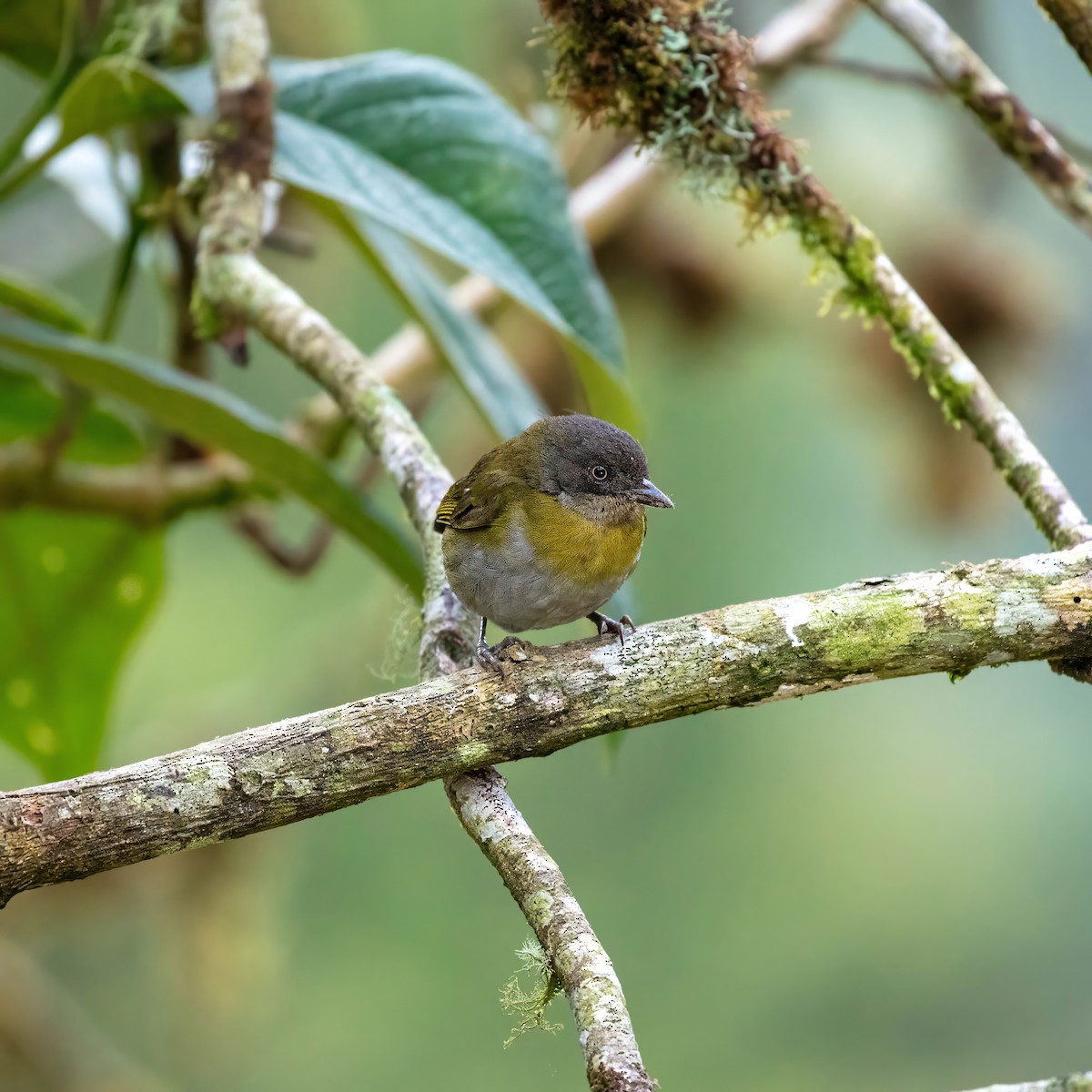 Common Chlorospingus - ML642843769