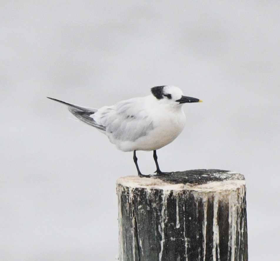 Sandwich Tern - ML642843775