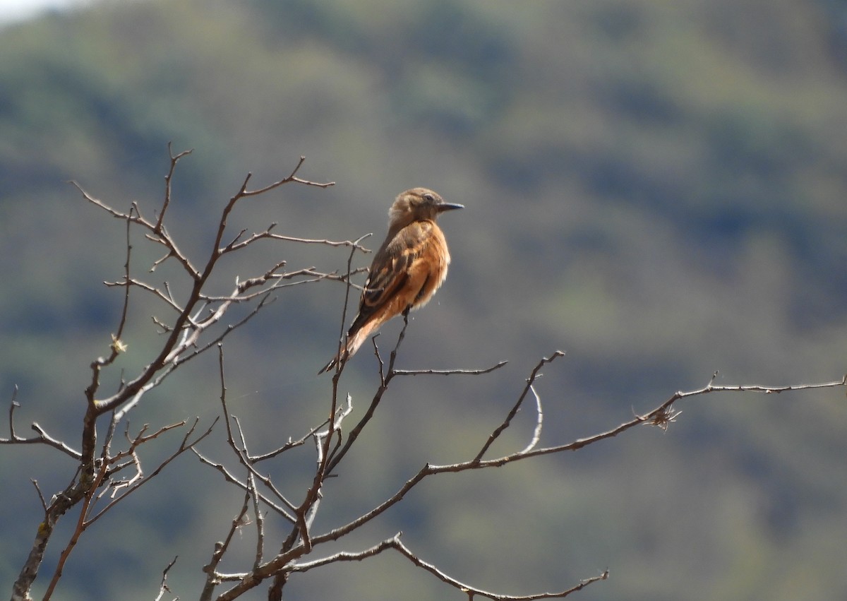 Cliff Flycatcher - ML642843776