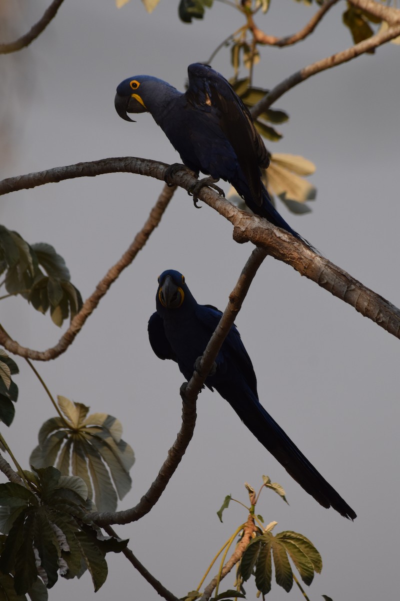 Hyacinth Macaw - ML642843777