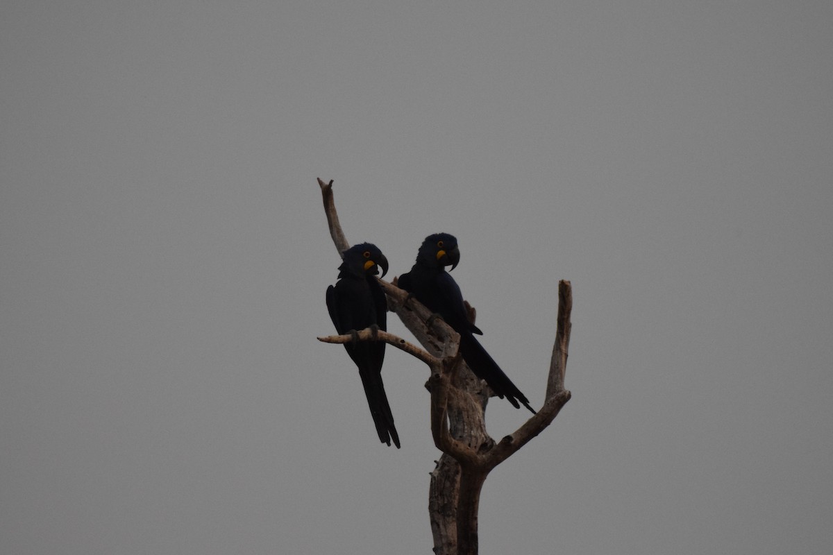 Hyacinth Macaw - ML642843778