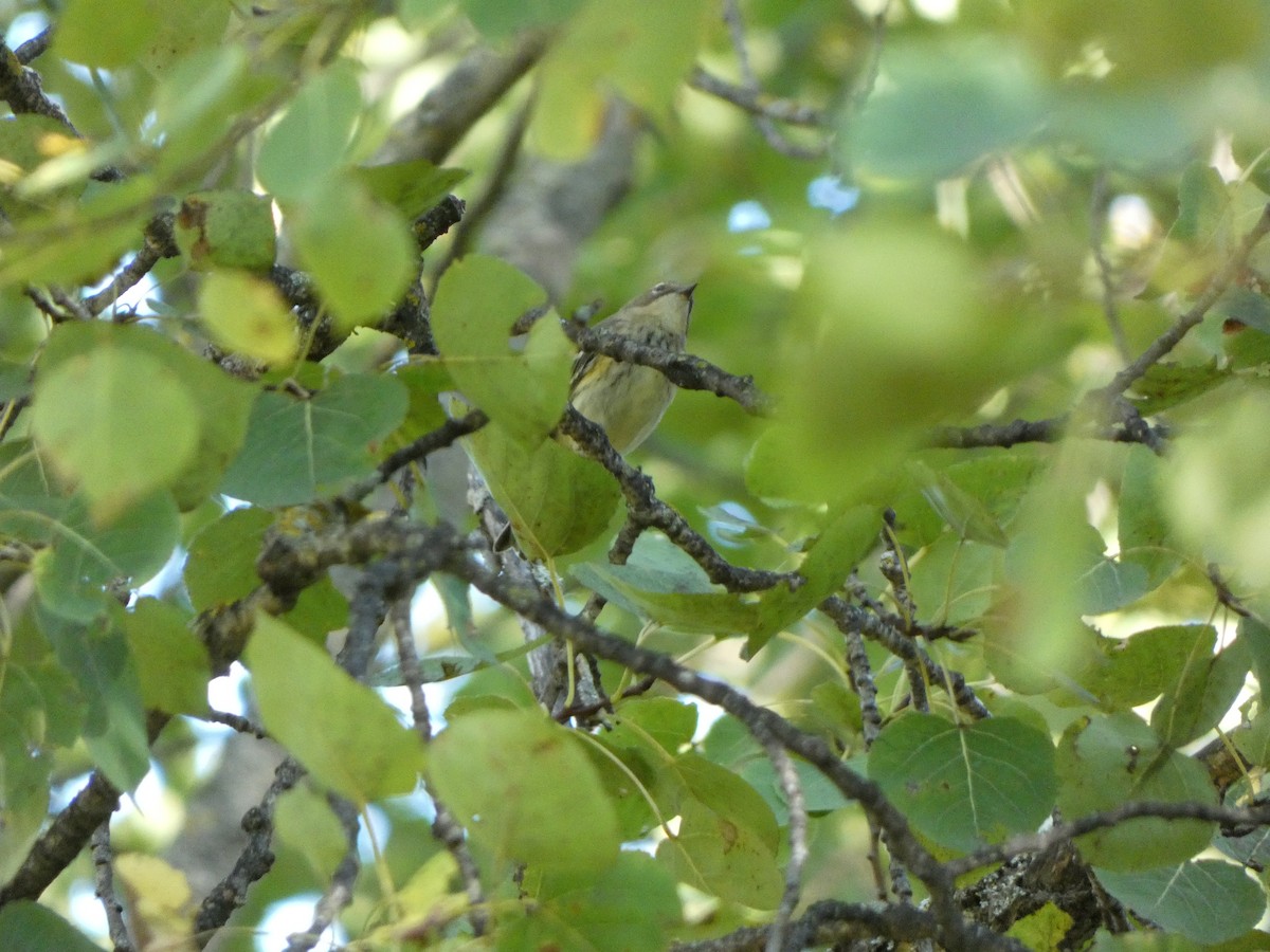 Yellow-rumped Warbler - ML642843782