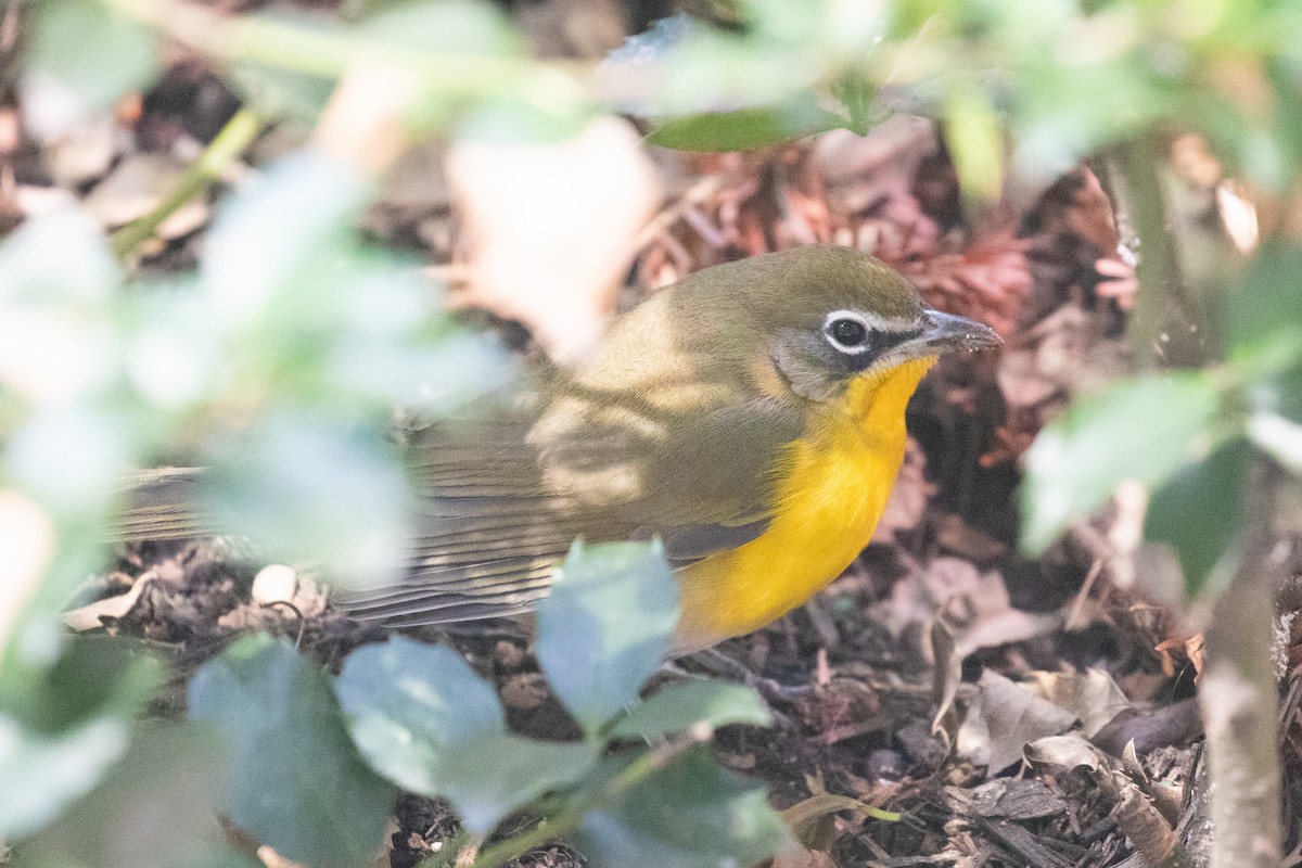 Yellow-breasted Chat - ML642843785