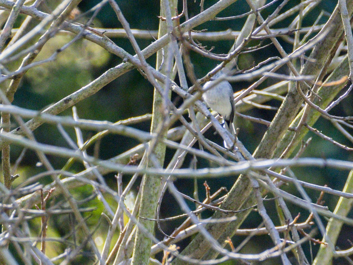 Blue-gray Gnatcatcher - ML642843787