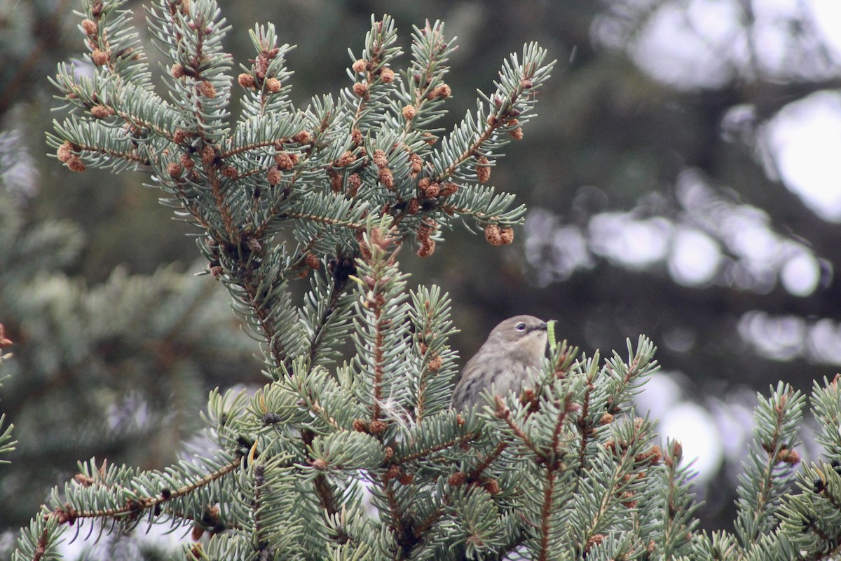 Yellow-rumped Warbler - ML642843790