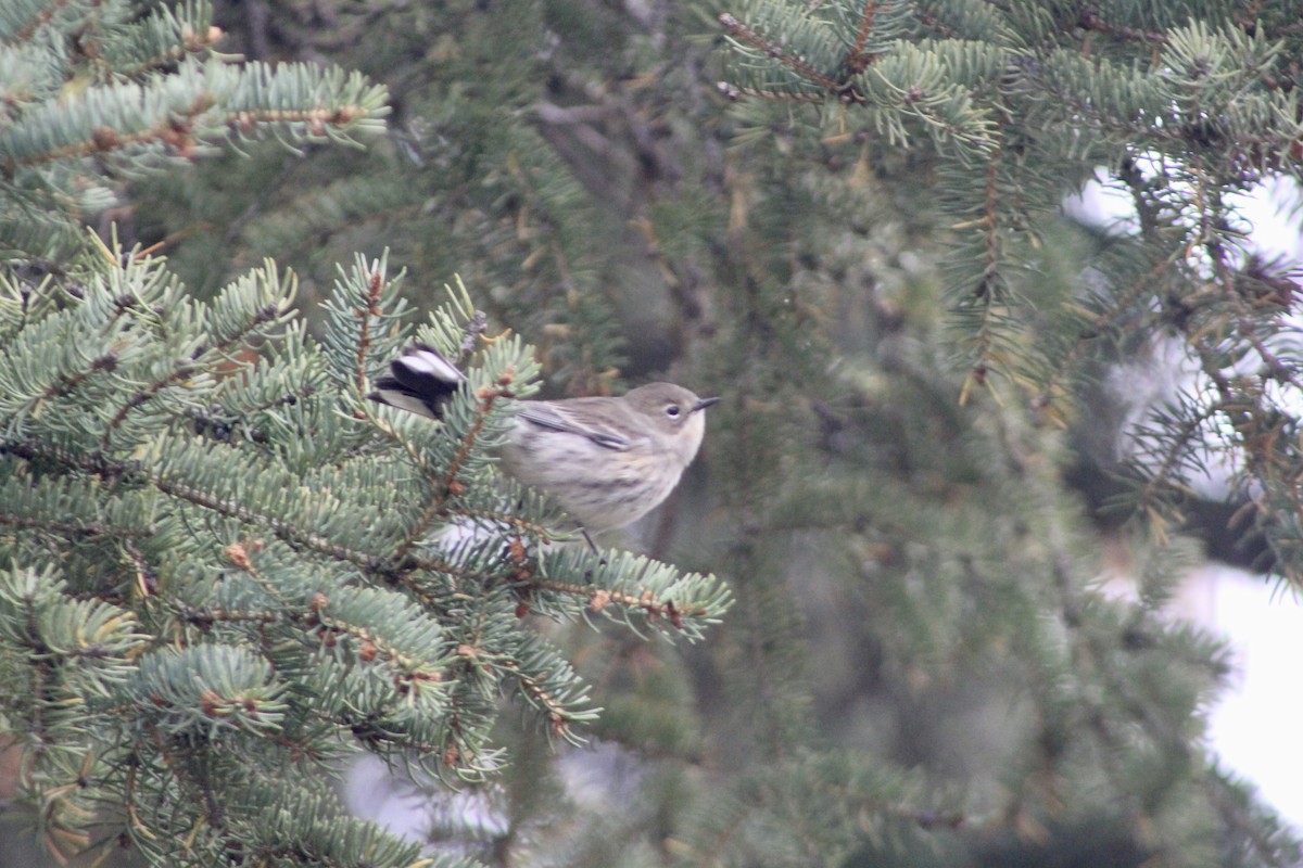 Yellow-rumped Warbler - ML642843791