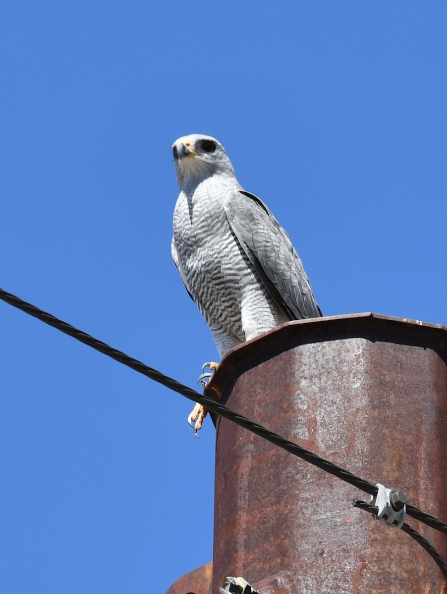 Gray Hawk - ML642843793