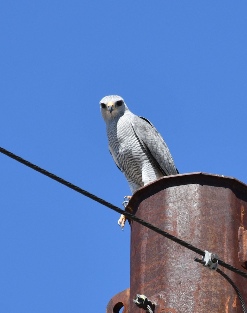 Gray Hawk - ML642843794
