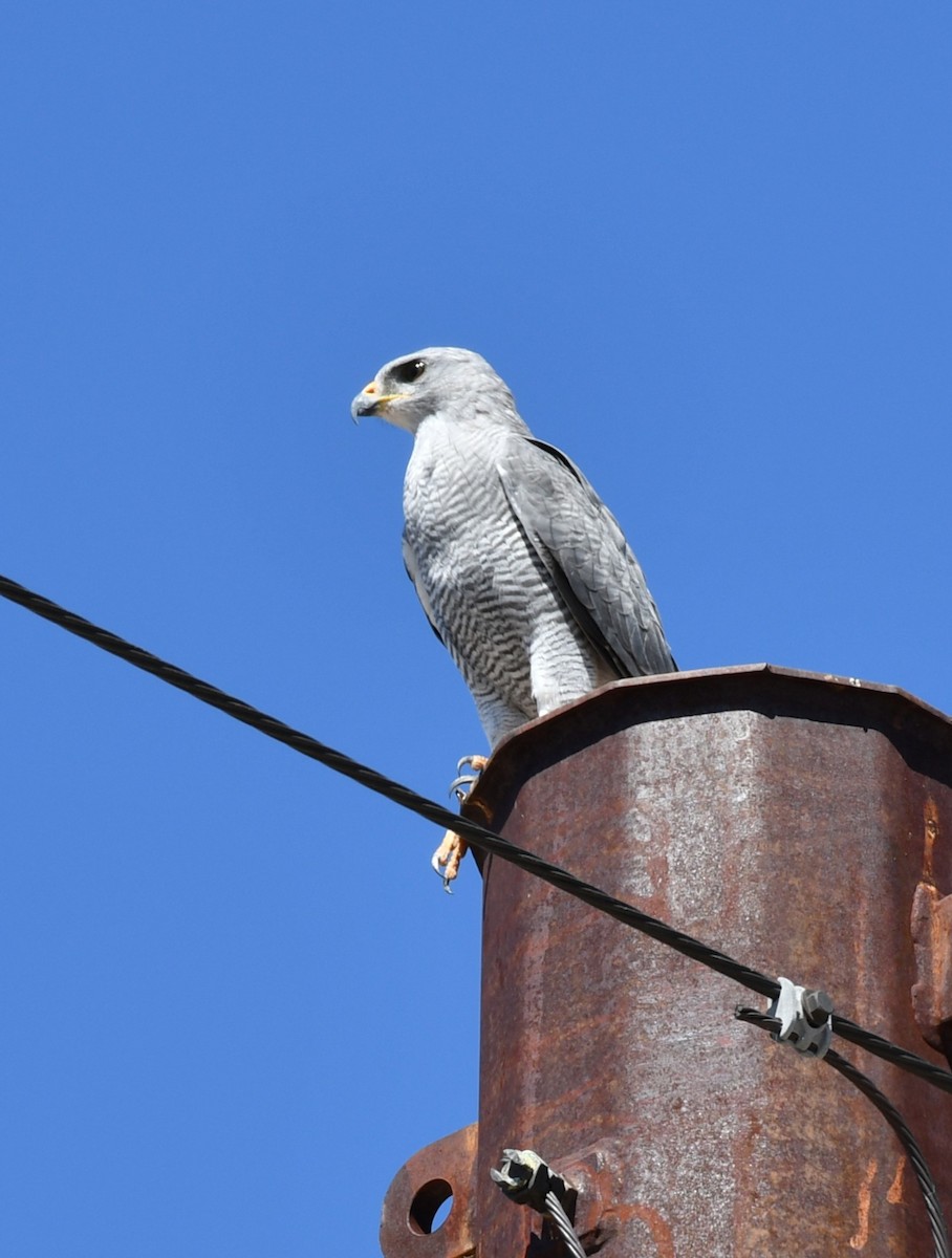 Gray Hawk - ML642843795
