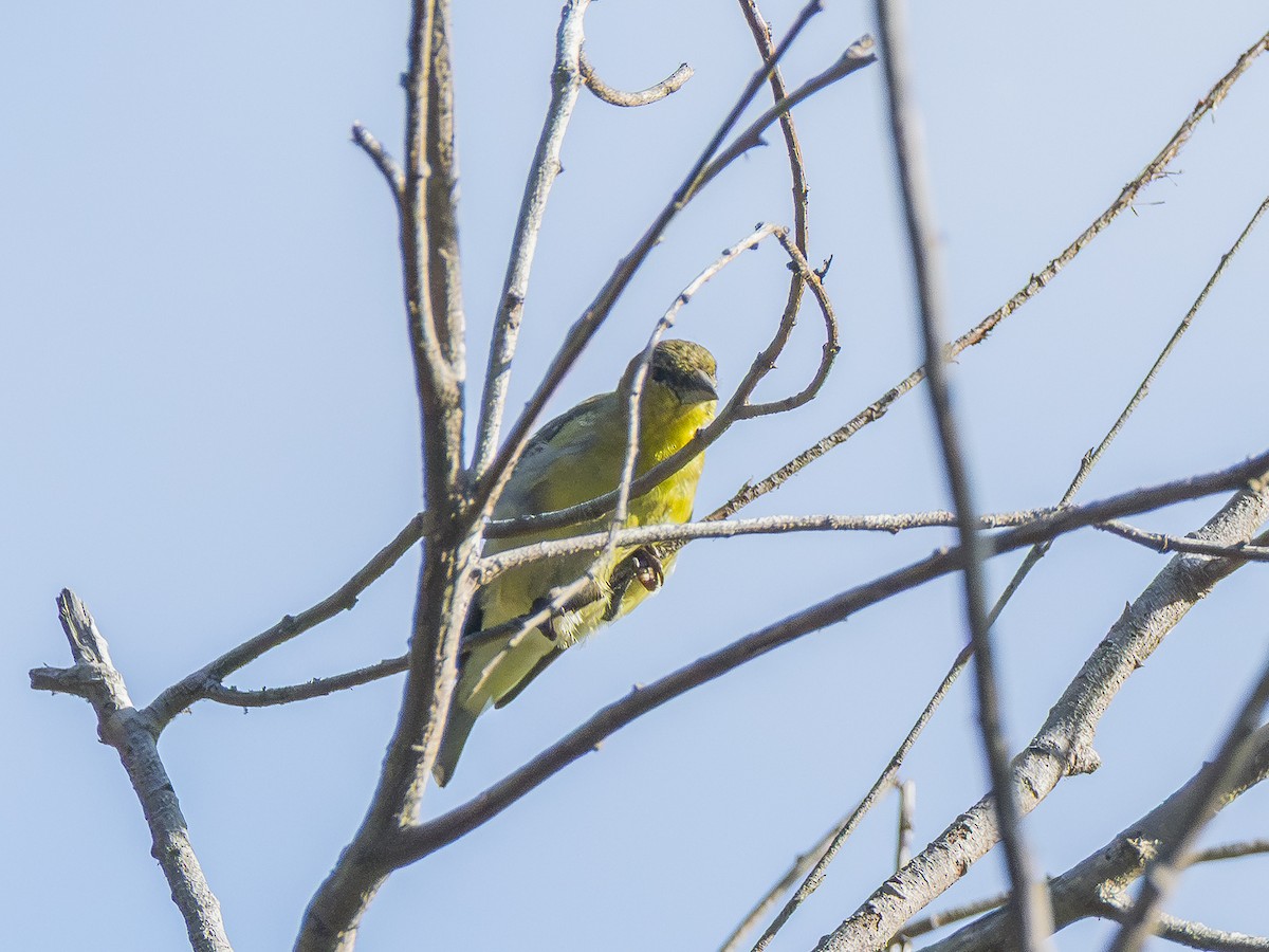 Lesser Goldfinch - ML642843796