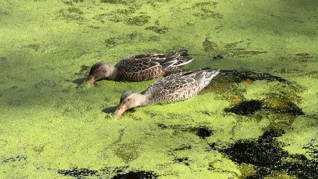 Northern Shoveler - ML642843799