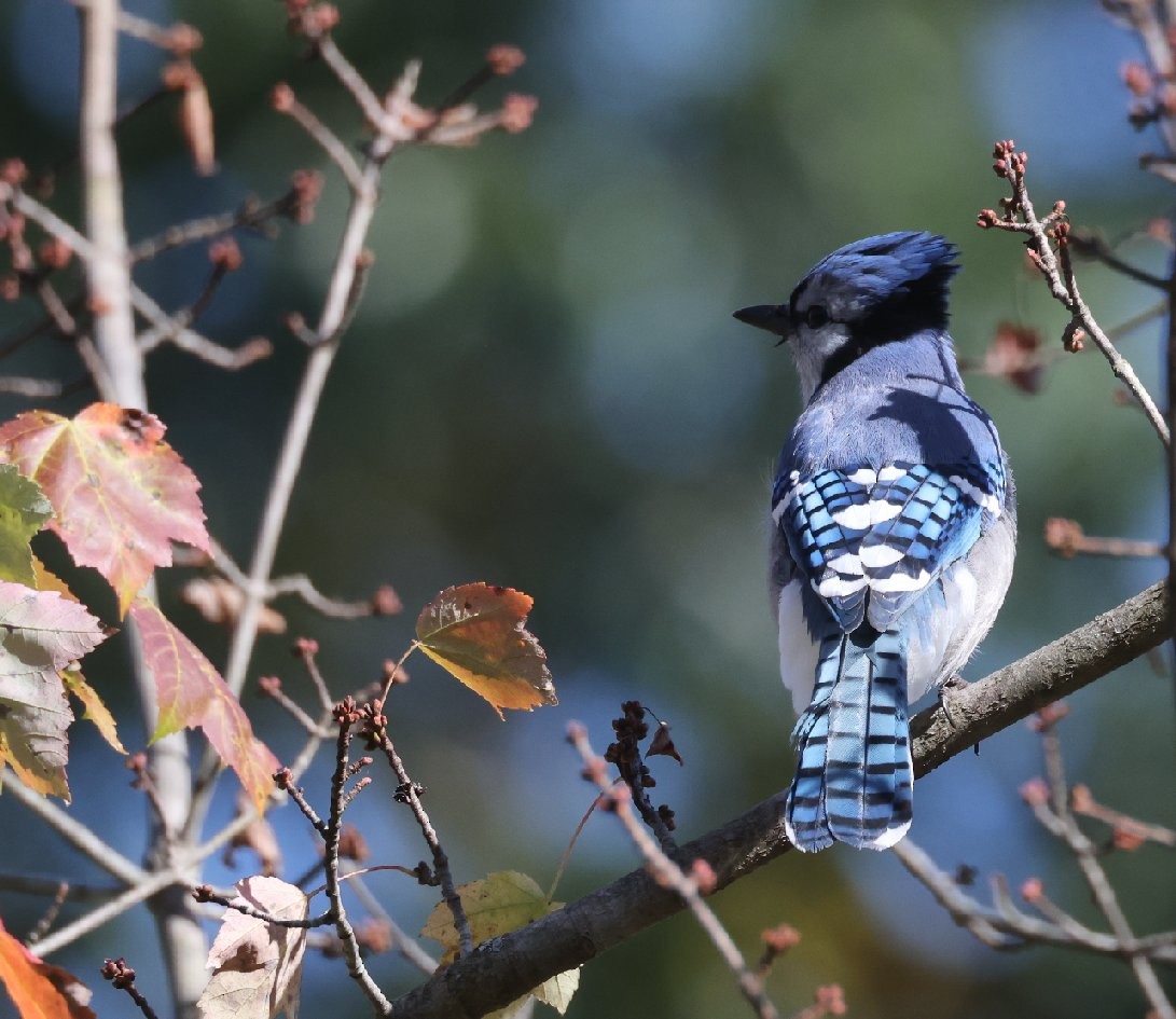 Blue Jay - ML642843813