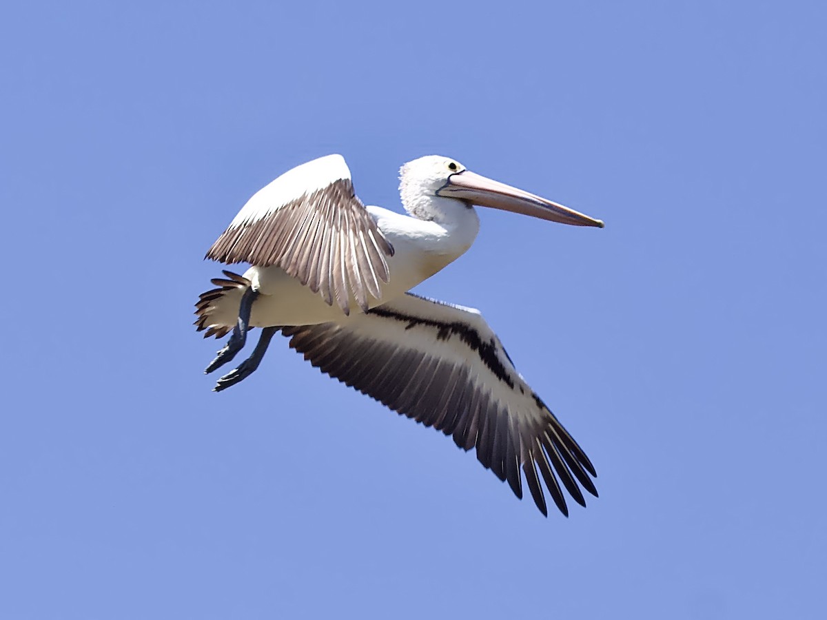 Avustralya Pelikanı - ML642843826