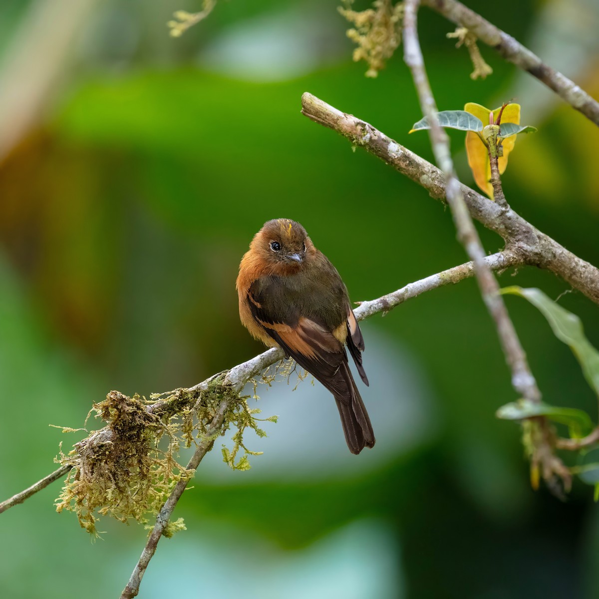 Birro Chico - ML642843850