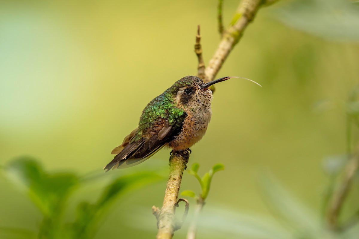 Çilli Kolibri - ML642843864