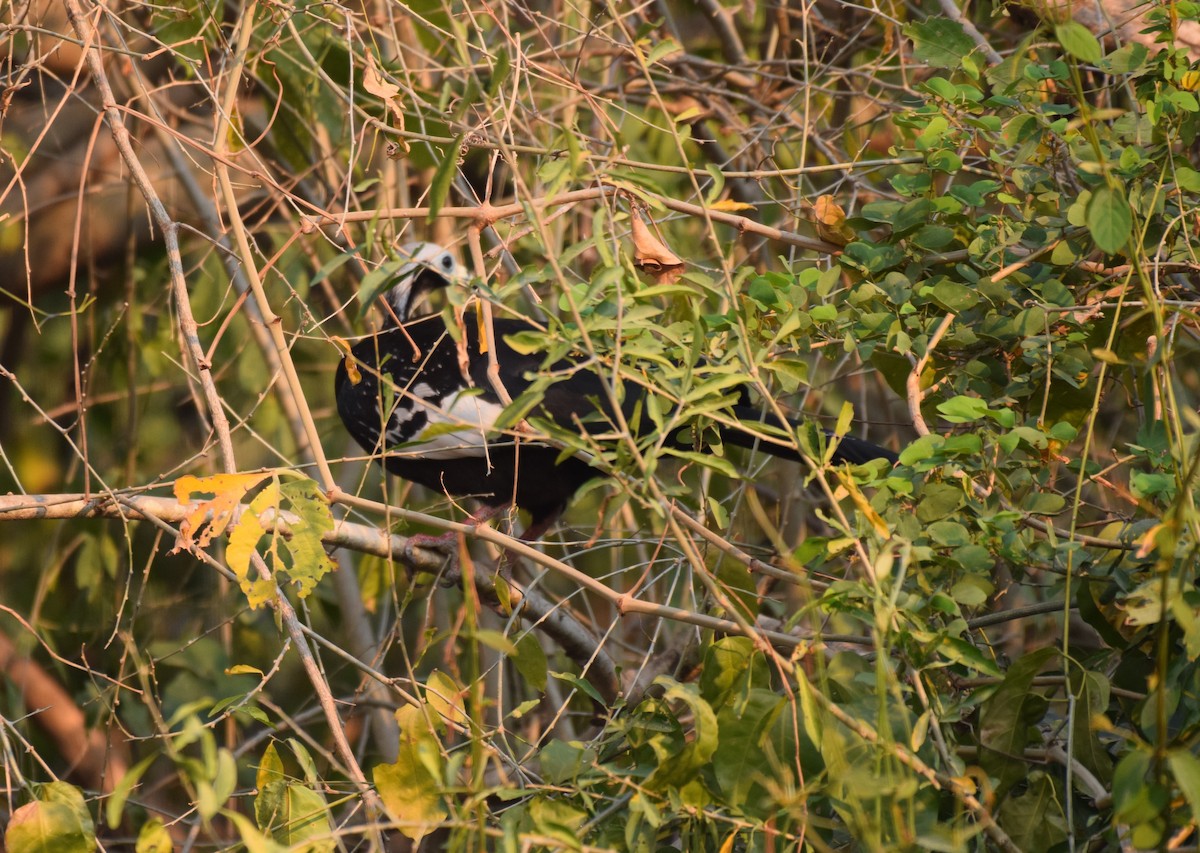 White-throated Piping-Guan - ML642843871