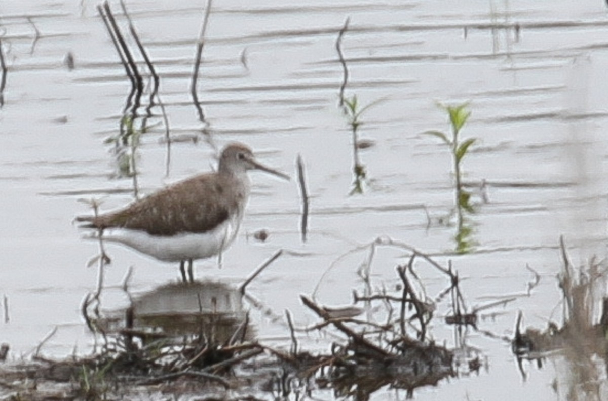 Green Sandpiper - ML642843872