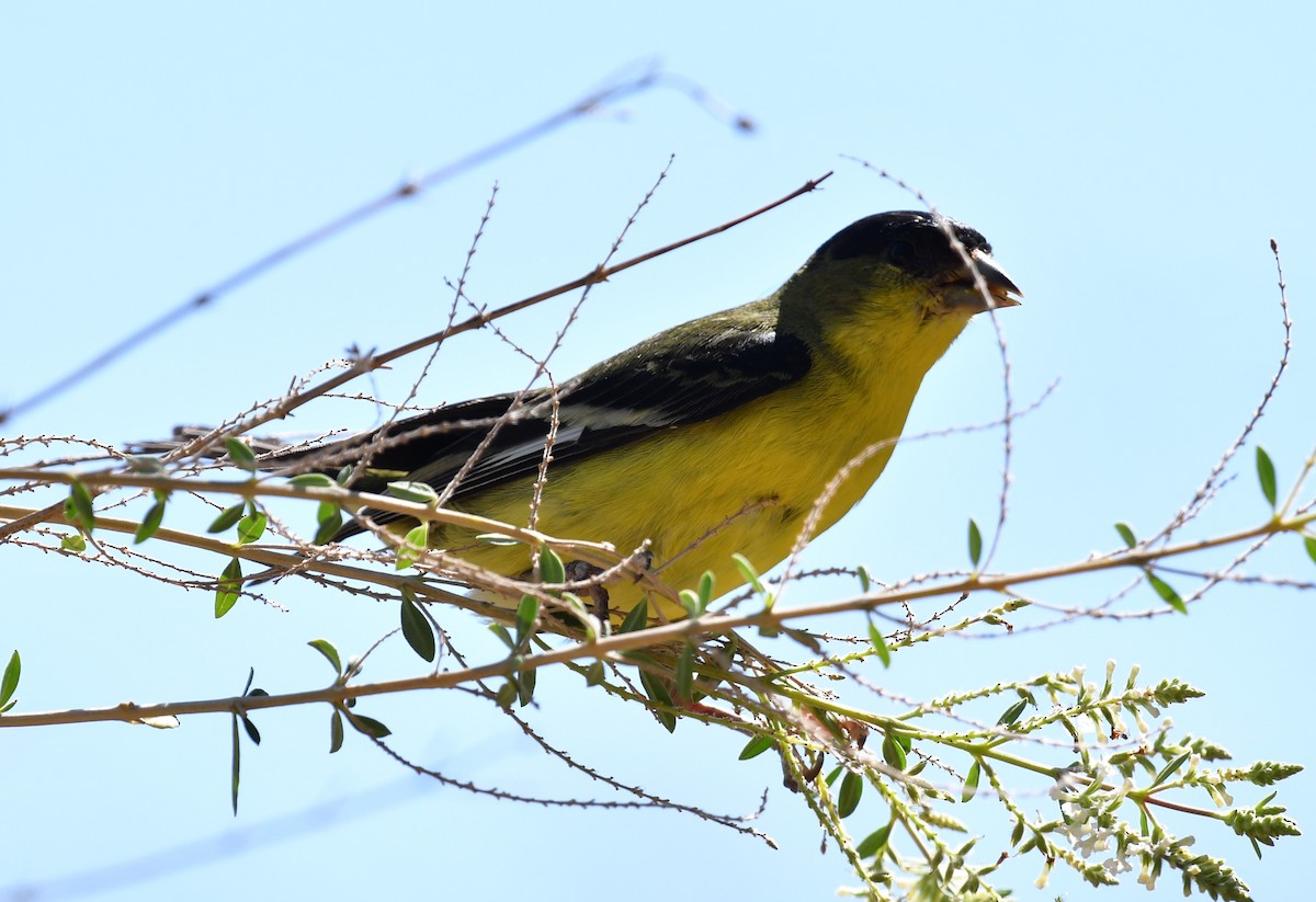 Lesser Goldfinch - ML642843879