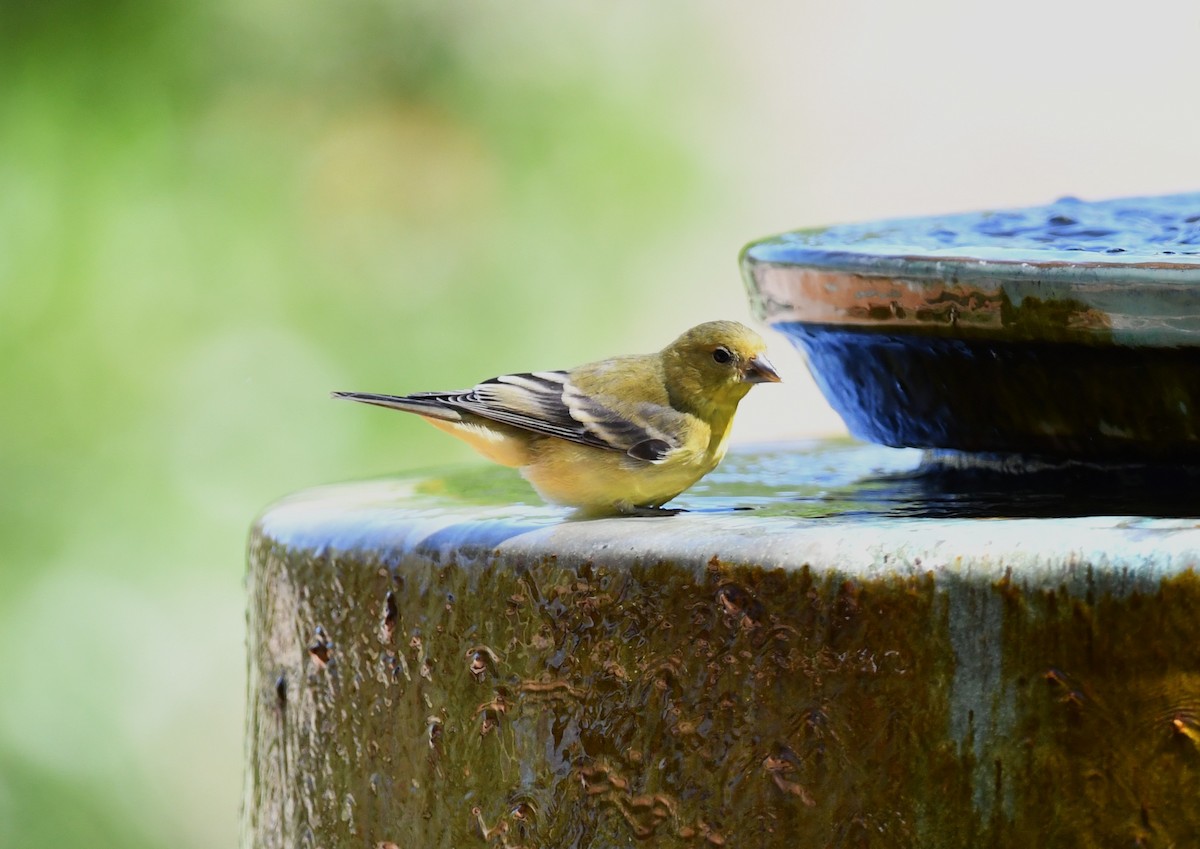 Lesser Goldfinch - ML642843880