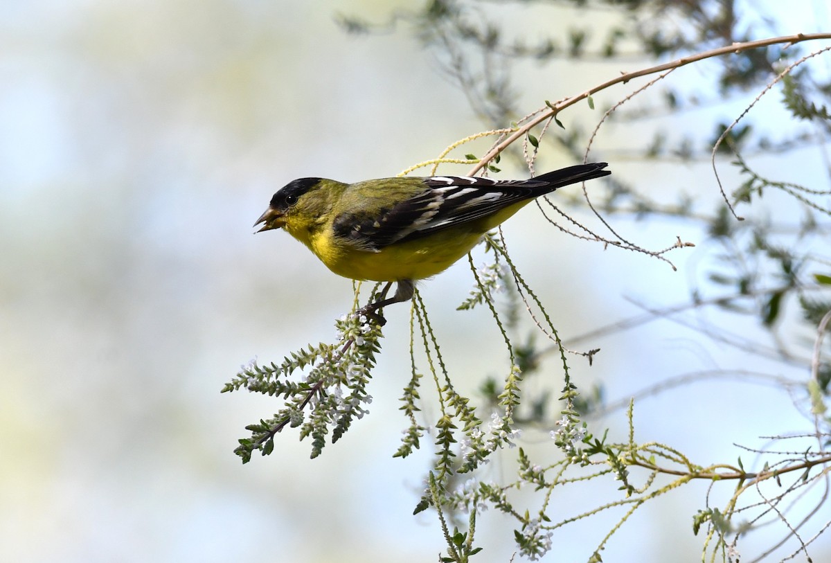 Lesser Goldfinch - ML642843881