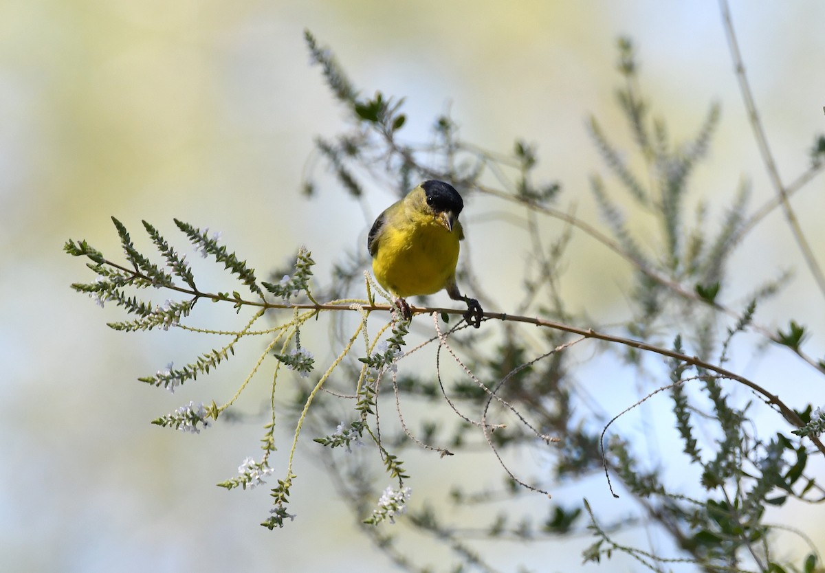Lesser Goldfinch - ML642843882