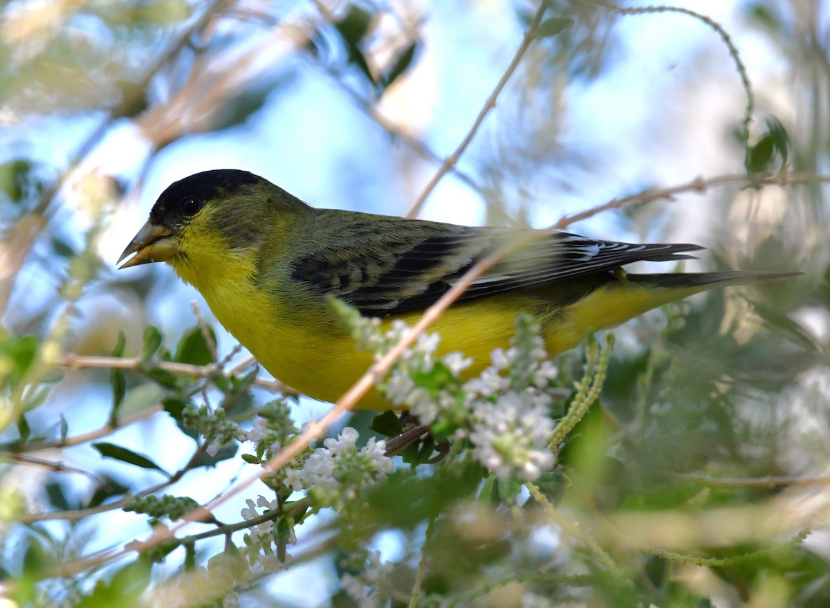 Lesser Goldfinch - ML642843883