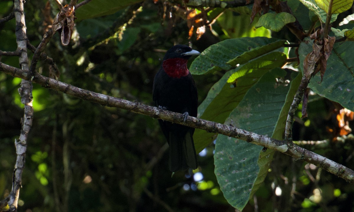 Purple-throated Fruitcrow - ML642843892