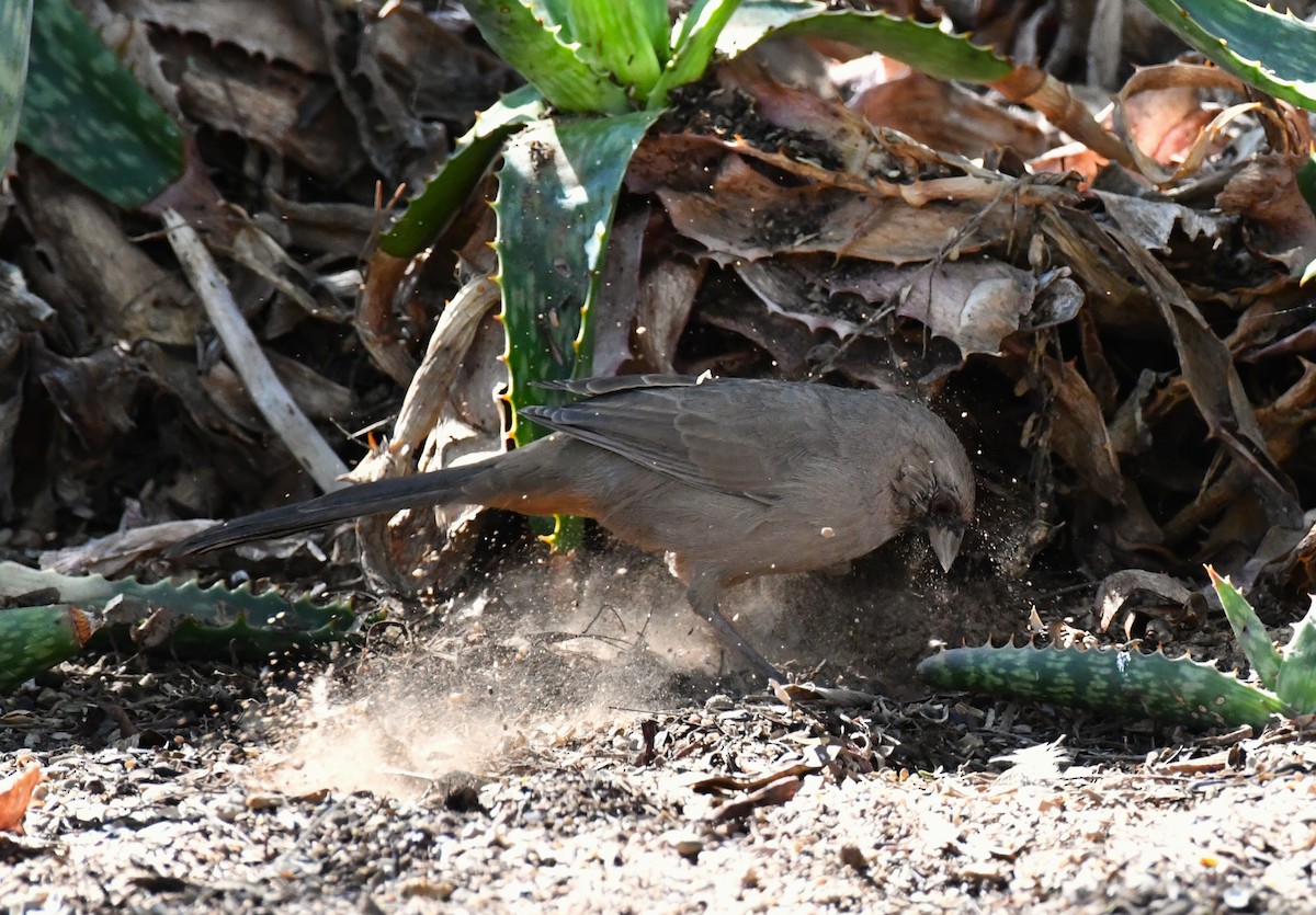 Abert's Towhee - ML642843894