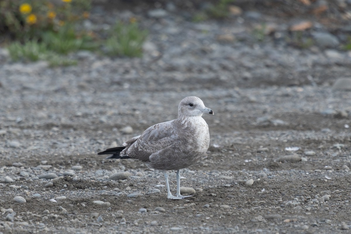 California Gull - ML642843899