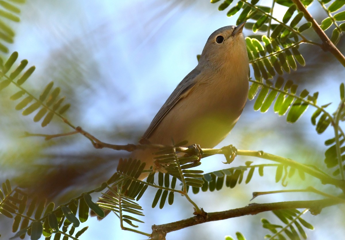 Lucy's Warbler - ML642843900