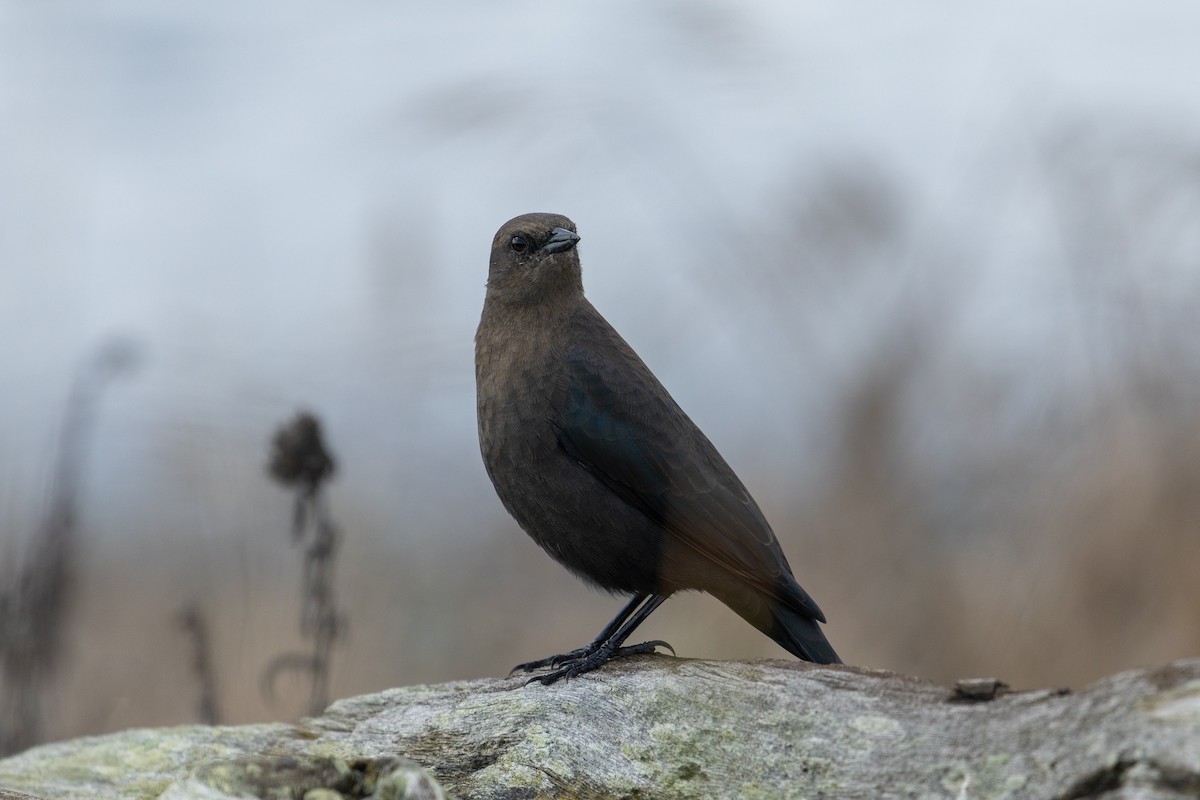 Brewer's Blackbird - ML642843902