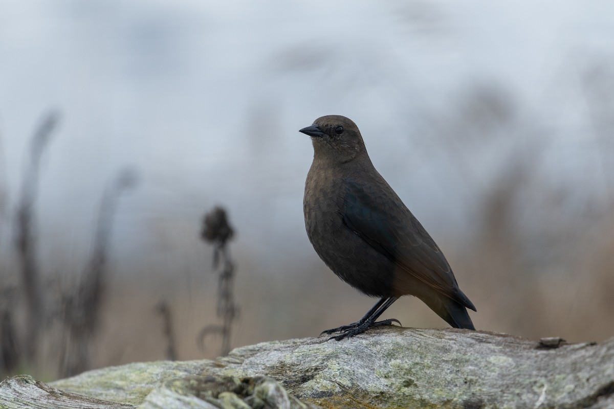 Brewer's Blackbird - ML642843903