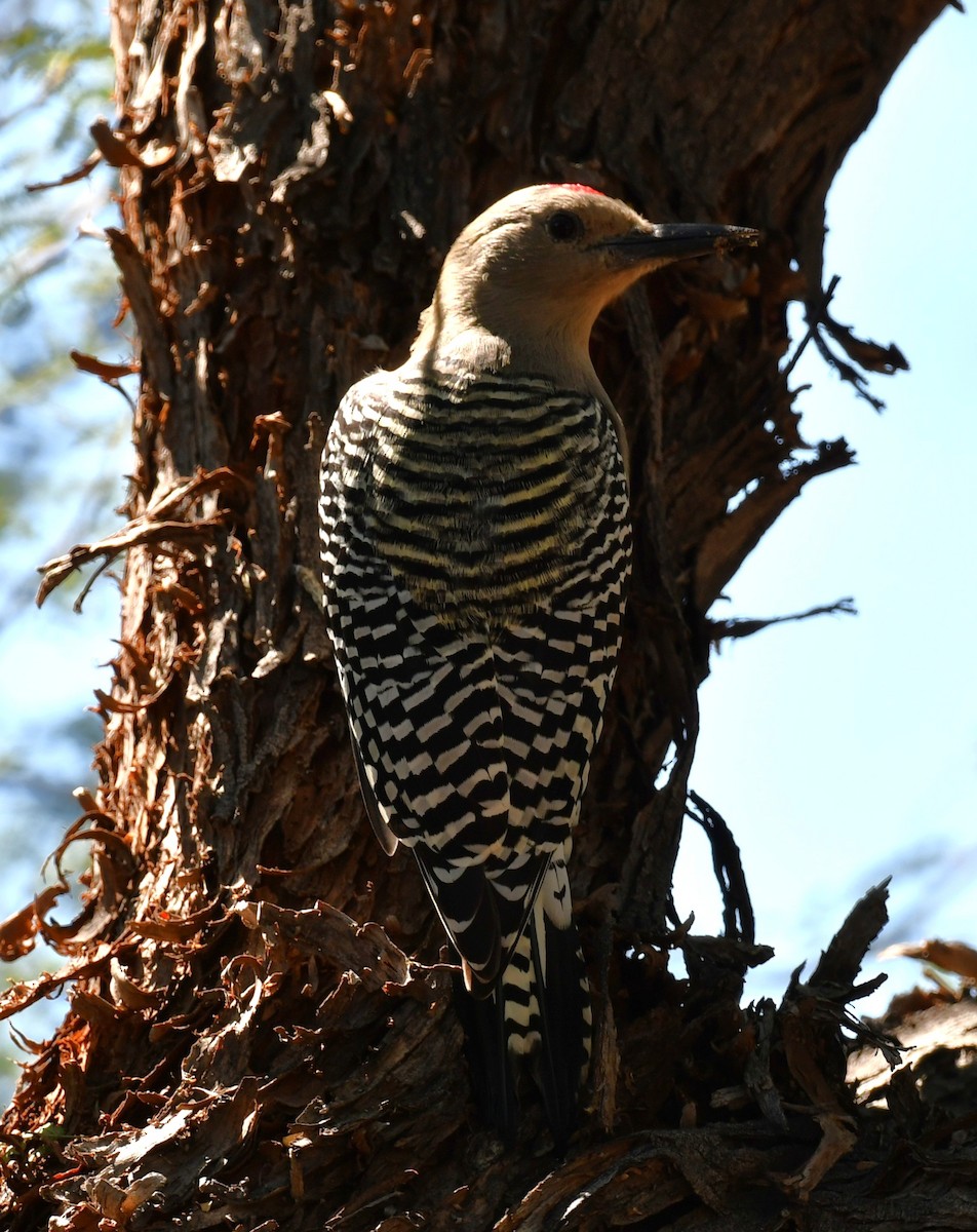 Gila Woodpecker - ML642843904