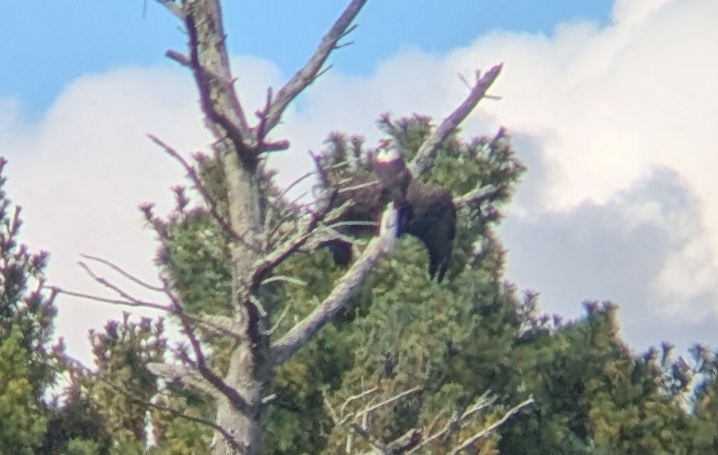 Bald Eagle - ML642843906