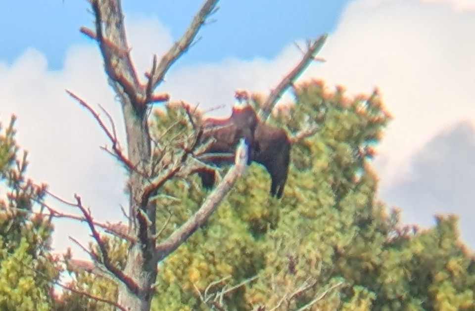 Bald Eagle - ML642843917
