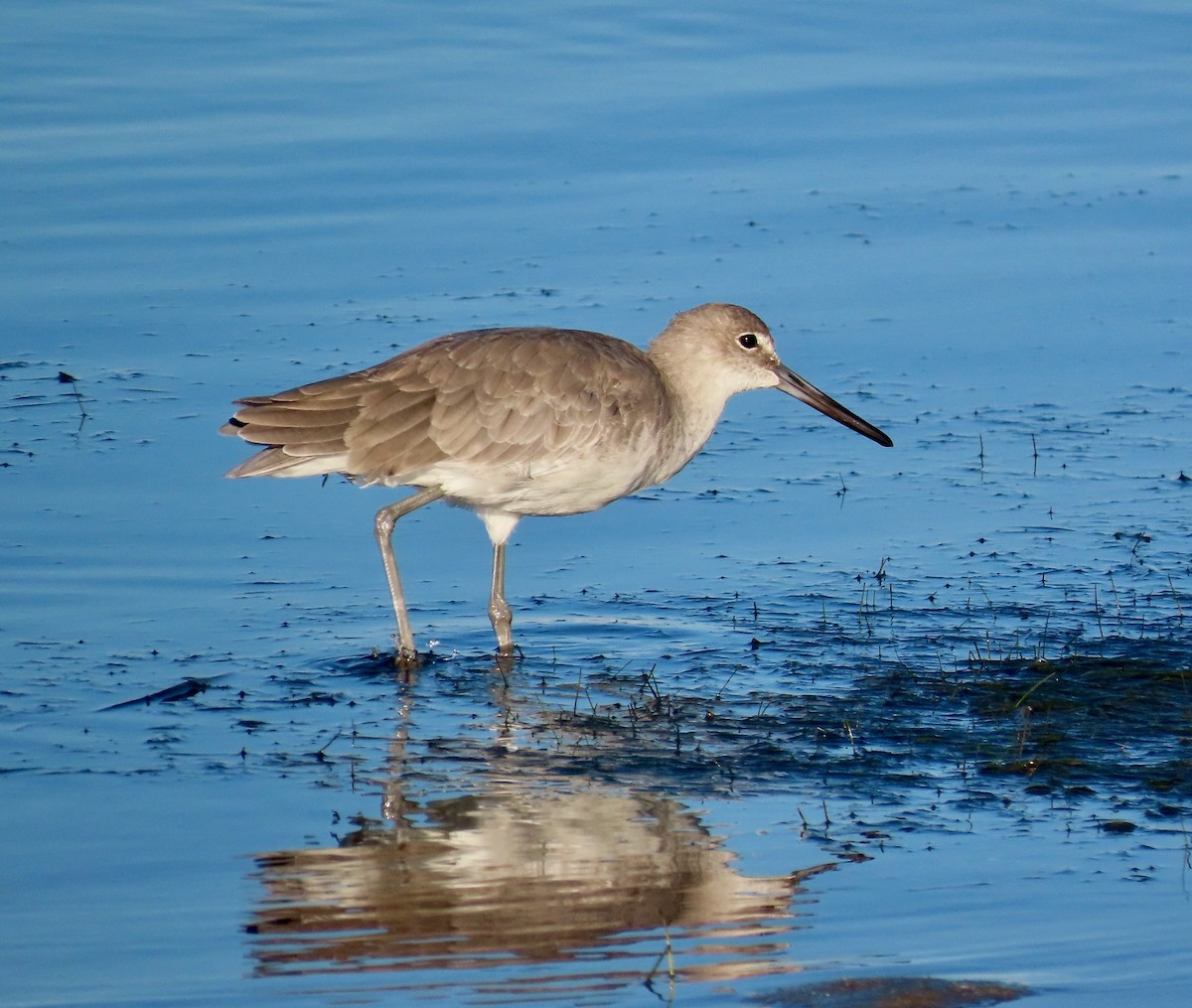 Playero Aliblanco (inornata) - ML642843927