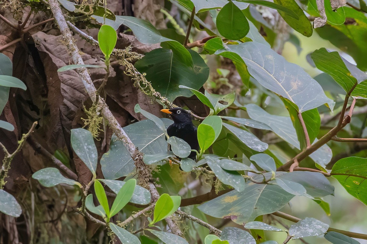 Mirlo Ojiblanco - ML642843931