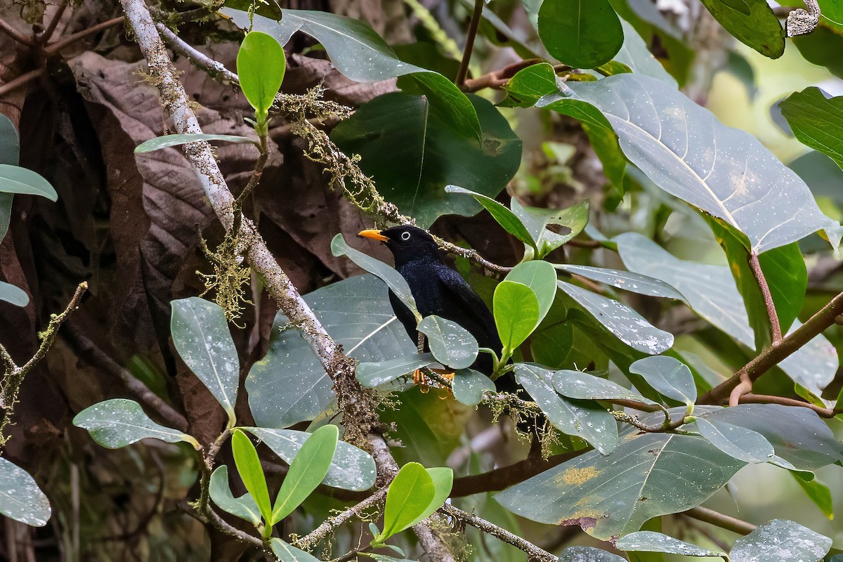 Mirlo Ojiblanco - ML642843932