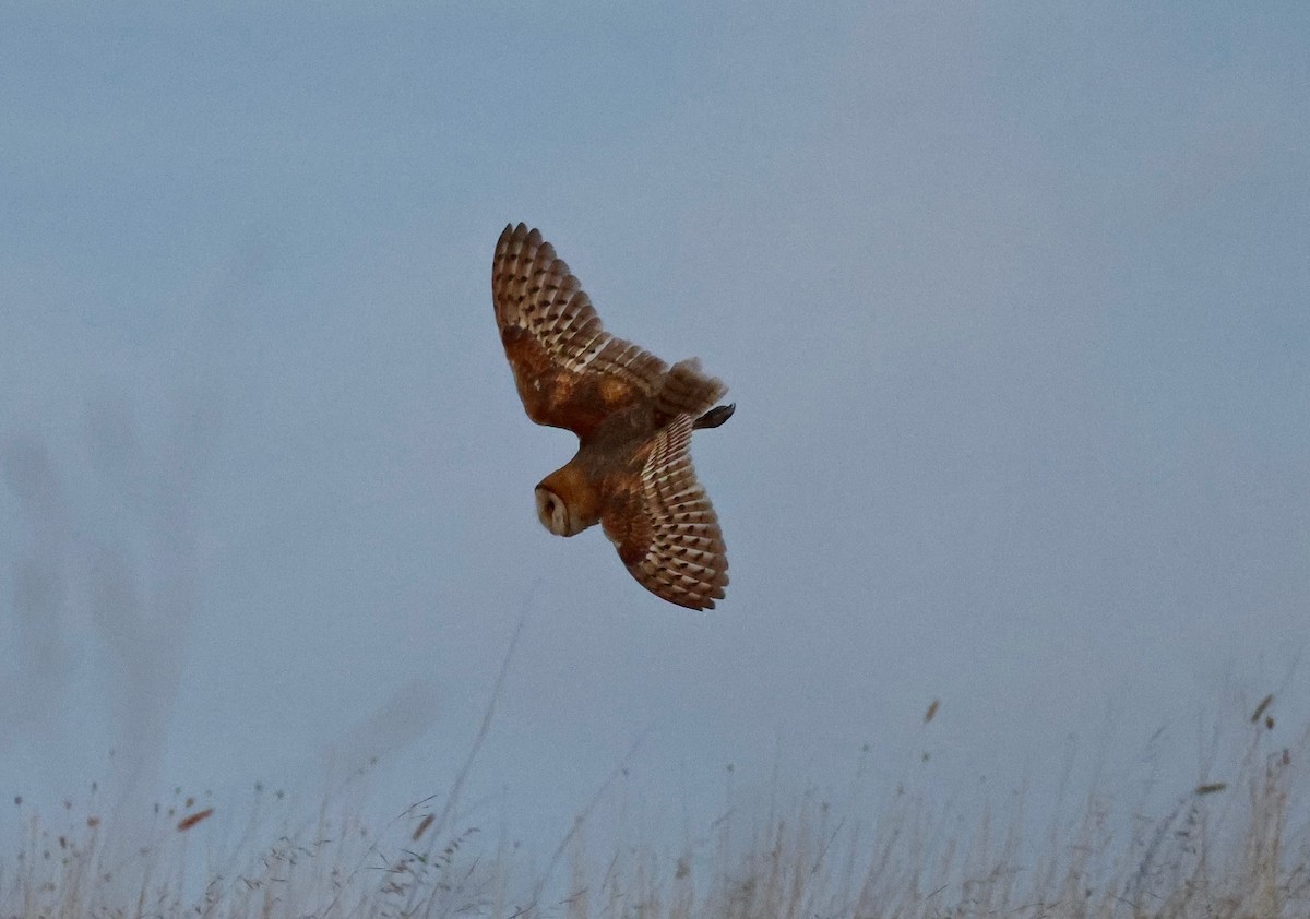 American Barn Owl - ML642843951