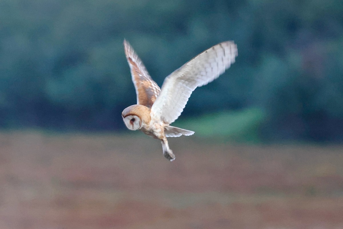 American Barn Owl - ML642843952